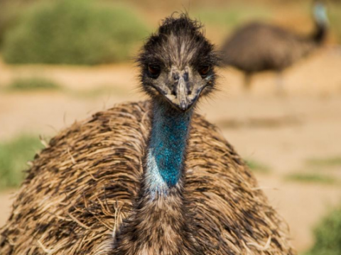 Emu